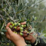 Raccolta delle Olive