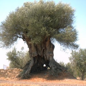 L’olivo antico