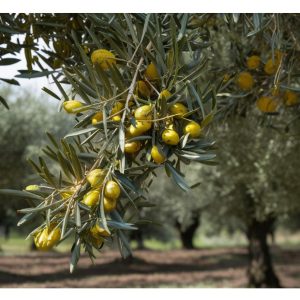 9 curiosidades de las aceitunas que probablemente no sabías