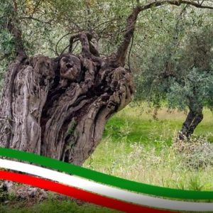 Foglie di olivo, antiossidanti e utili contro il colesterolo alto