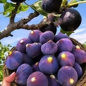Fichi: proprietà, benefici