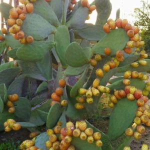 Fichi d’India