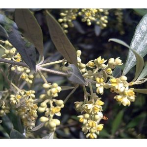 Perché gli Ulivi fanno molti più fiori che frutti?