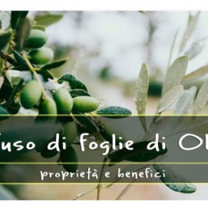 Infuso di foglie di Olivo