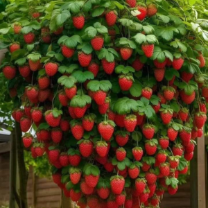 Fragole: proprietà, valori nutrizionali, calorie