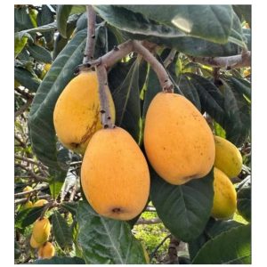 Nespole: il frutto buono, sano e senza pretese