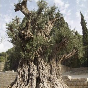 Gli Ulivi di Noè