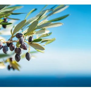*I benefici dell’oleaceina