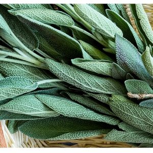  benefici segreti della salvia