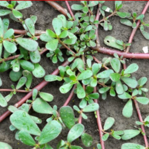 Portulaca, proprietà e come si assume