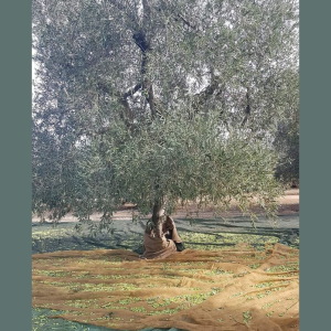 L’Ulivo