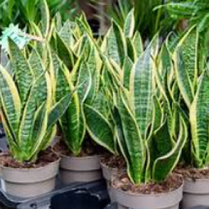 Sanseveria o Dracaena