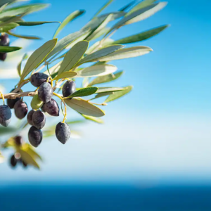 Foglie di Ulivo infuso