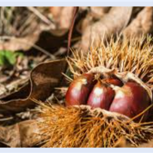Le castagne