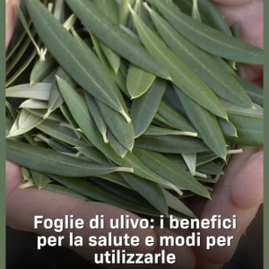 Le foglie dell’Ulivo un toccasana