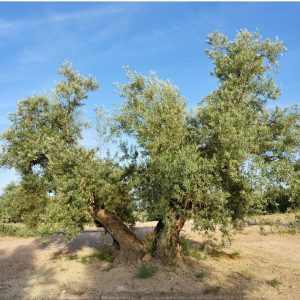 La potatura dell’olivo colpito dal gelo: metodi di recupero