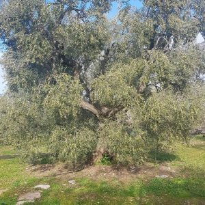 FOGLIE D’ULIVO E REFLUSSO GASTRICO