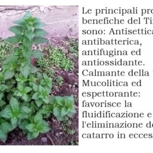 Timo: proprietà, uso, valori nutrizionali