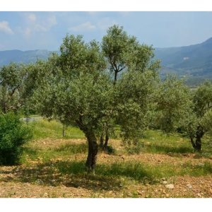 Come fertilizzare l’ulivo in estate