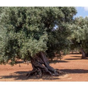 Il trucco per un ulivo più produttivo