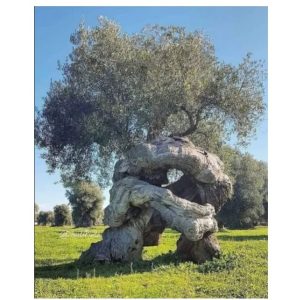 * Ulivita associazione