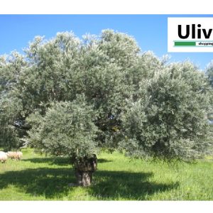 Ulivo fonte di salute