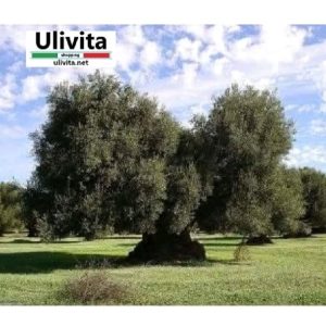 Ulivita Olive Oil Tree